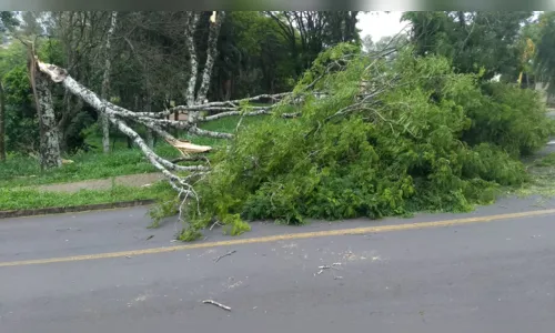 
							Árvore de grande porte é derrubada pelo vento em Maringá; veja o vídeo
						
						