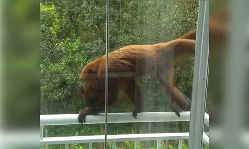 Bebê atacada dentro de apartamento por macaco é submetida a cirurgia plástica