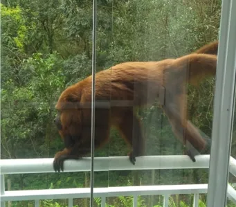 Macaco bugio atacou criança dentro de apartamento em Araucária nesta quarta-feira (14). — Foto: Ed Dimas da Cunha/Acervo Pessoal