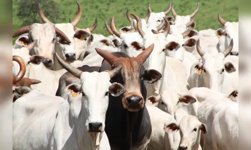 Ladrões furtam 40 cabeças de gado em Apucarana