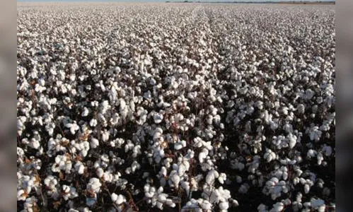 Brasil pode ter colheita recorde de algodão neste ano