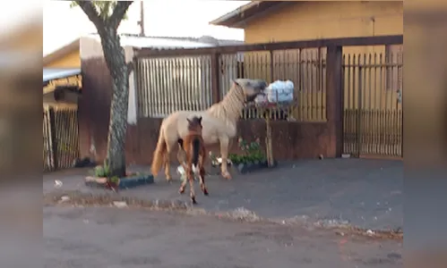 Cavalos voltam a ser flagrados comendo lixo em Apucarana