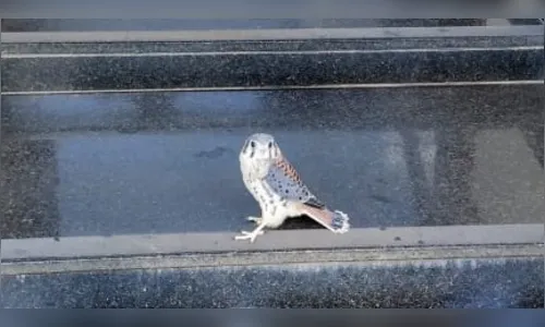 GM resgata filhote de gavião em Arapongas