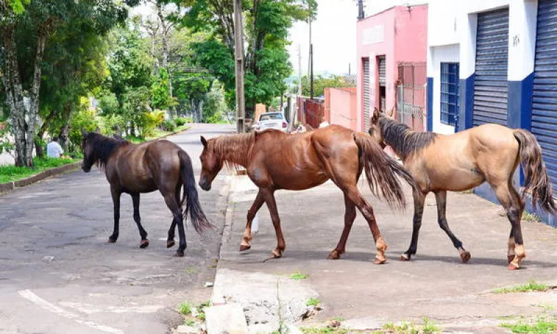 Apucarana tenta contratar ONG para capturar cavalos soltos em vias públicas - Foto: Delair Garcia/tribuna do Norte