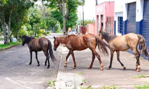 Apucarana tenta contratar ONG para capturar cavalos soltos em vias públicas - Foto: Delair Garcia/tribuna do Norte