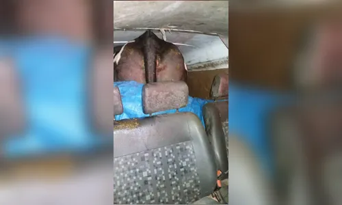 Vaca é furtada e ladrões são presos em flagrante com animal em Kombi