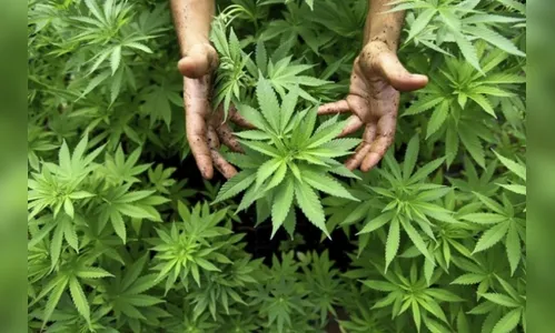 Senado avança em proposta que libera uso medicinal da maconha