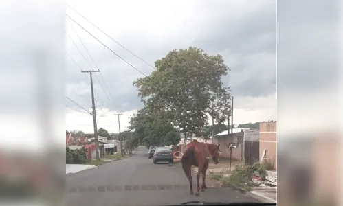 Força-tarefa vai apreender cavalos errantes 