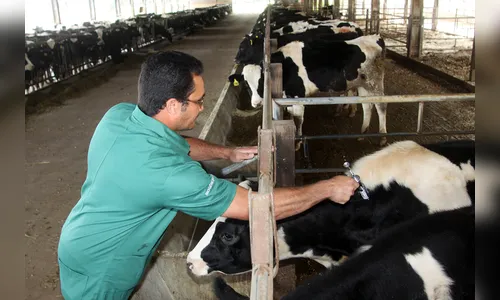 Vacinação contra aftosa é prorrogada para 10 de dezembro