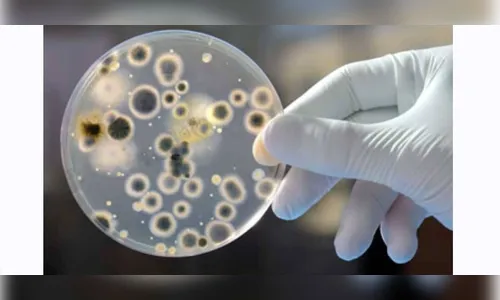 Infecções por superfungos devem se tornar mais comuns, afirma pesquisador