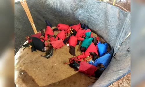
							Ariranha do Ivaí: Polícia Ambiental resgata 75 galos vivos e localiza 12 aves mortas em rinha
						
						