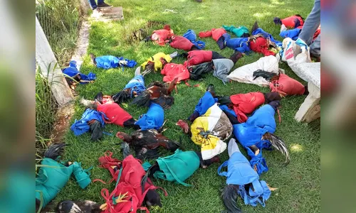 Ariranha do Ivaí: Polícia Ambiental resgata 75 galos vivos e localiza 12 aves mortas em rinha