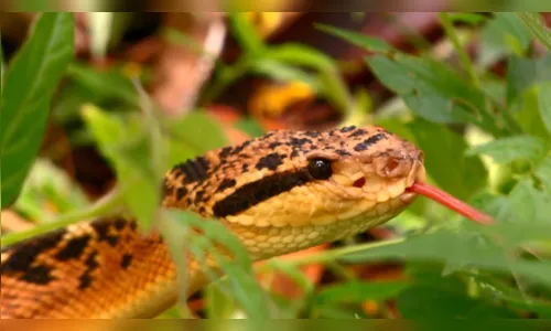 Cobra venenosa é capturada por Bombeiros em residência