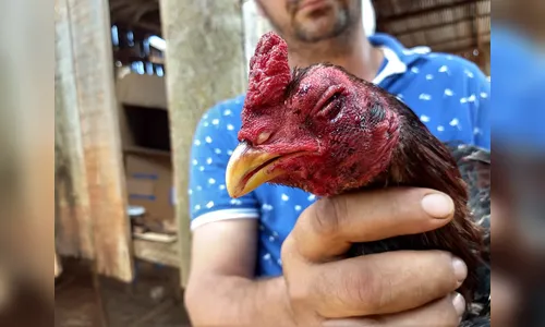 Dois são presos e 75 aves apreendidas em rinha de galo