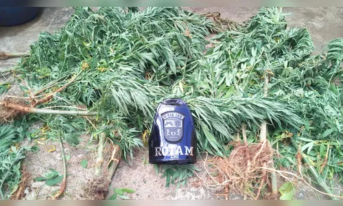 Roça com 50 pés de maconha é localizada pela PM em Jardim Alegre