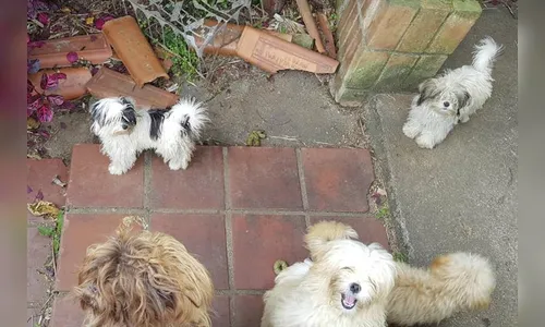 Rede de Proteção Animal apreende 21 cães em situação de maus-tratos