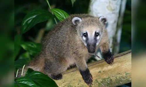 Moradores de bairro na zona sul de Apucarana estão assustados com invasão de quatis