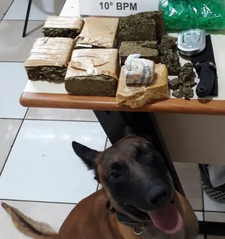 Polícia de Apucarana apreende 2,1 kg de maconha, meio quilo de crack e 1000 ependorfs para armazenar cocaína - Foto: Divulgação/PM