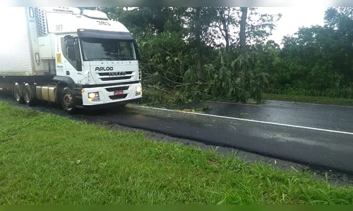 Árvore cai no Contorno Sul, casa é destelhada e enfeite natalino pega fogo em Apucarana