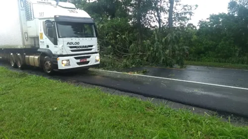 Árvore caída no Contorno Sul de Apucarana - Foto: Reprodução/Whatsapp