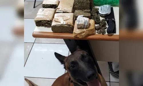 PM já deteve 251 pessoas suspeitas de envolvimento com o tráfico de drogas neste ano em Apucarana