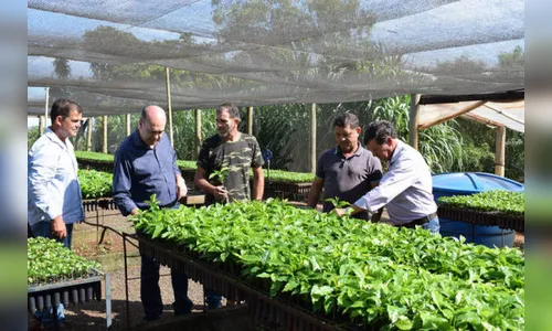 Prefeitura de Ivaiporã vai distribuir 115 mil mudas de café nos próximos meses