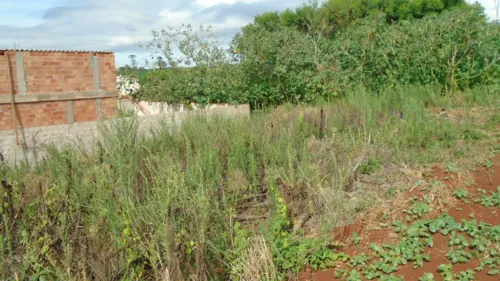 Terreno onde o corpo foi encontrado. Foto: TNOnline