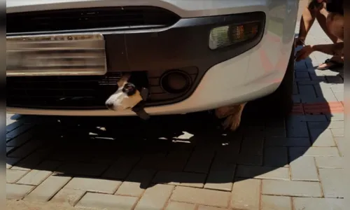 Cadela viaja presa em carro por 100 km após se esconder dos fogos de artifício 