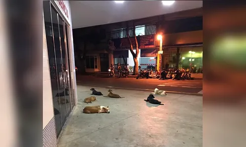 Cães aguardam pelo dono vítima de AVC na entrada de hospital 