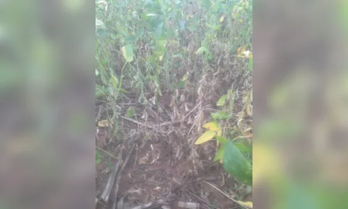 
						
							Perdas na soja se agravam no Paraná; veja fotos e vídeos
						
						