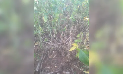 
							Perdas na soja se agravam no Paraná; veja fotos e vídeos
						
						