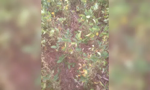 
							Perdas na soja se agravam no Paraná; veja fotos e vídeos
						
						