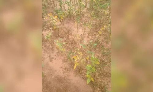 Perdas na soja se agravam no Paraná; veja fotos e vídeos