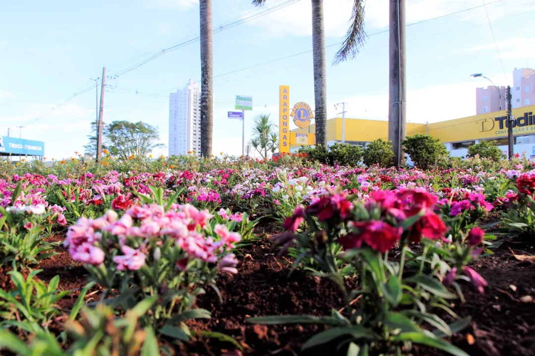 Plantio de flores embeleza espaços públicos de Arapongas