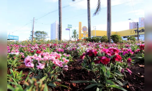 Plantio de flores embeleza espaços públicos de Arapongas