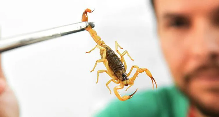O Ministério da Saúde não recomenda o uso de produtos químicos como pesticidas para o controle de escorpiões - Foto: Divulgação/Ministério da Saúde
