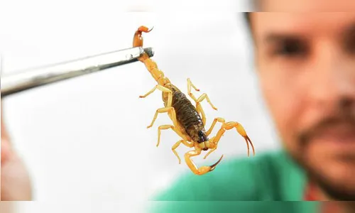 Controle de Endemias alerta para surgimento de escorpiões em Arapongas