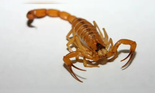 Saúde alerta sobre cuidados para evitar ataque de escorpiões