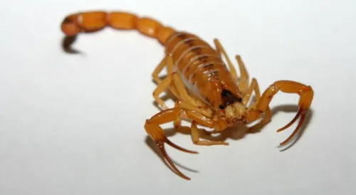 Saúde alerta sobre cuidados para evitar ataque de escorpiões