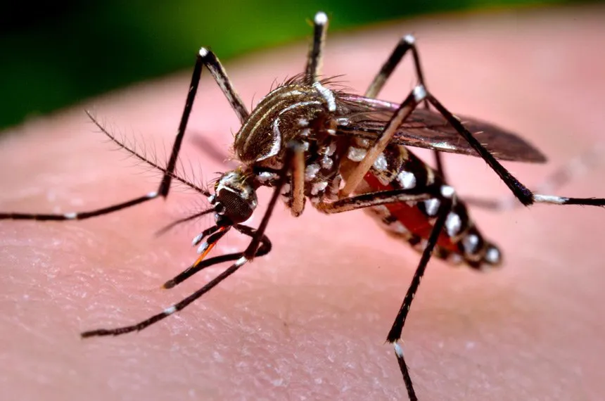 Boletim da dengue: Arapongas confirma 129 casos positivos