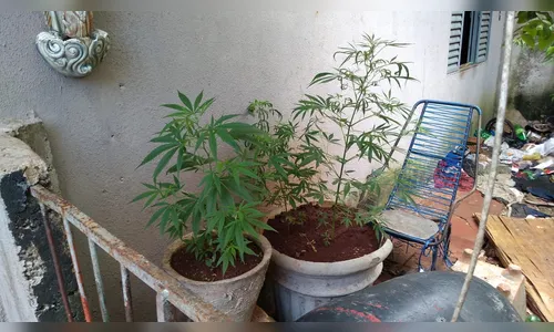 Jovem é preso por cultivar três pés de maconha em casa