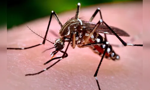 Boletim da dengue: Arapongas confirma 129 casos positivos