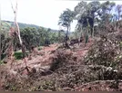 Polícia ambiental encontra desmate ilegal em Ivaiporã