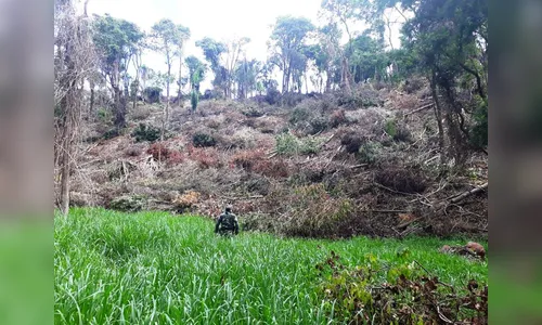 Polícia ambiental encontra desmate ilegal em Ivaiporã