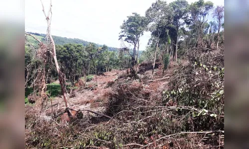 Polícia ambiental encontra desmate ilegal em Ivaiporã
