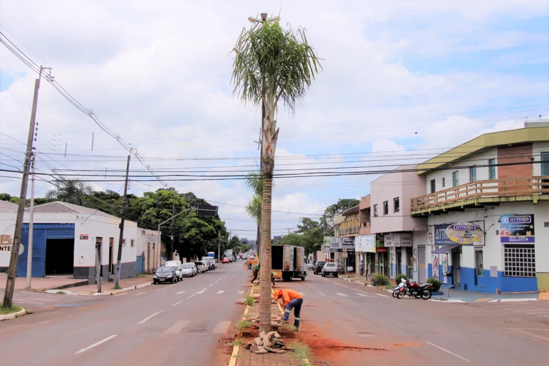 Projeto de arborização inicia plantio de palmeiras na Avenida Gaturamo