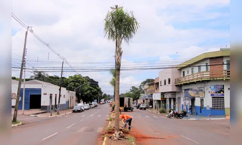 Projeto de arborização inicia plantio de palmeiras na Avenida Gaturamo