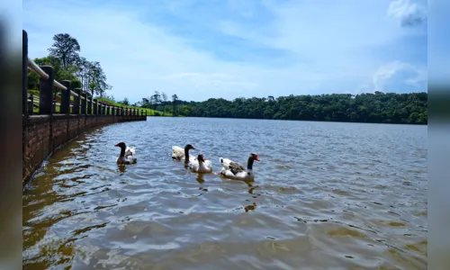 
							Parque da Raposa vai receber 15 mil mudas de árvores nativas
						
						