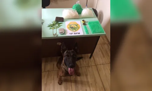 Dupla é presa com 134 pinos de cocaína e dois pés de maconha em Mauá da Serra