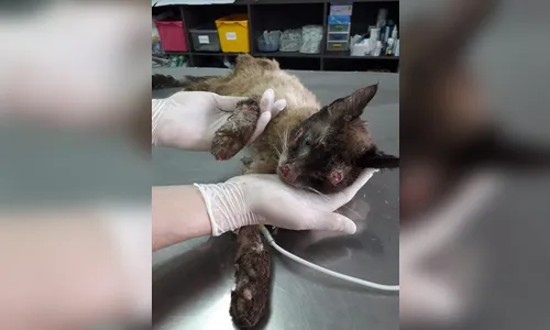 O que a Soprap faz com sua doação